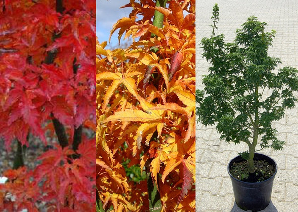 Acer palmatum Crispifolium / Törpe japán juhar
