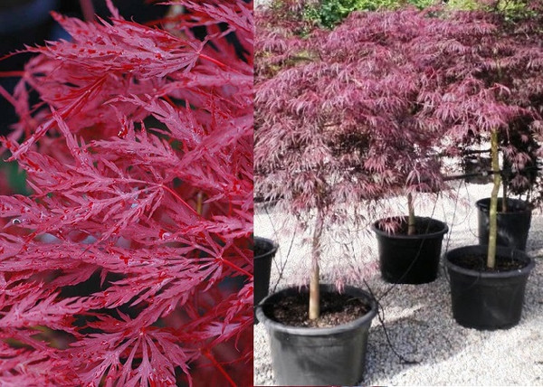 Acer palmatum Inaba Shidare / Szeldelt levelű vörös Japán juhar Acer palmatum Inaba Shidare / Szeldelt levelű vörös Japán juhar