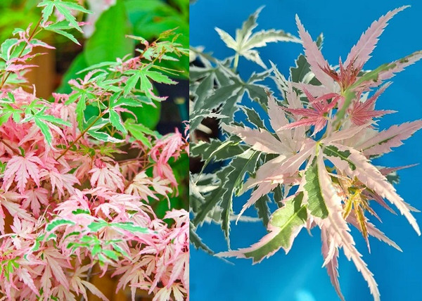 Acer palmatum Iyoshi / Tarka levelű Japán juhar