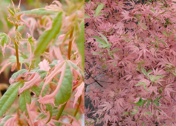 Acer palmatum Iyoshi / Tarka levelű Japán juhar