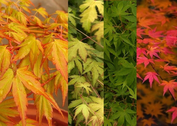 Acer palmatum Katsura / Narancssárga levelű japán juhar