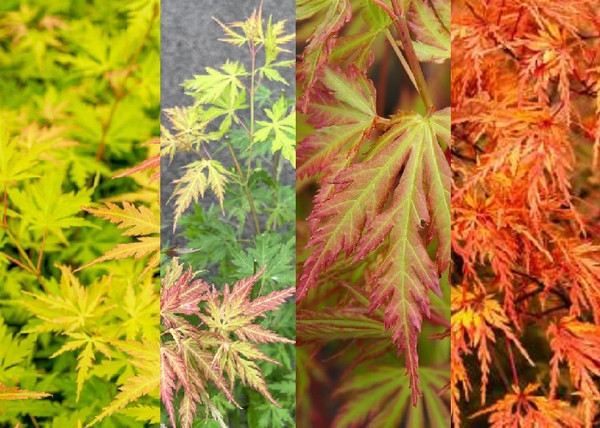 Acer palmatum Orange Lace / Sárgás zöld levelű Japán juhar Acer palmatum Orange Lace / Sárgás zöld levelű Japán juhar