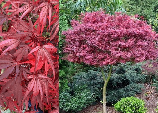 Acer palmatum Shaina / Vörös levelű Japán Juhar