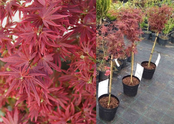 Acer palmatum Shaina / Vörös levelű Japán Juhar