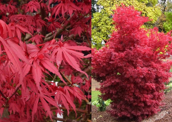 Acer palmatum Skeeters Broom / Oszlopos vörös levelű Japán juhar Acer palmatum Skeeters Broom / Oszlopos vörös levelű Japán juhar