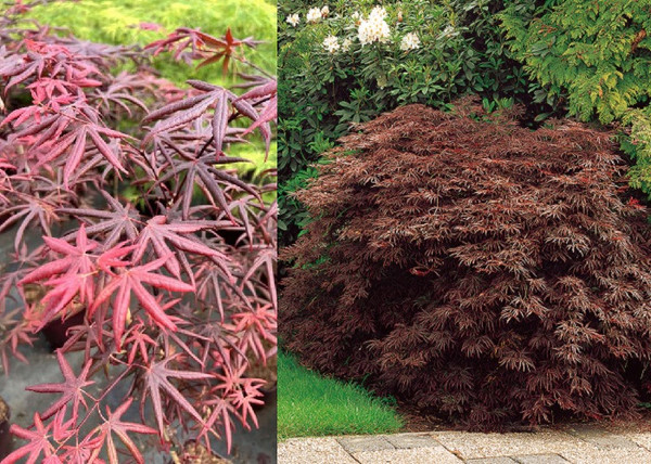 Acer palmatum Starfish / Vékony levelű japán juhar