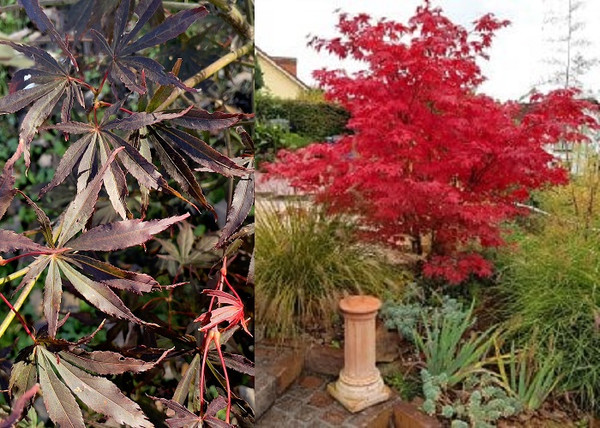 Acer palmatum Suminagashi / Bordó levelű Japán juhar