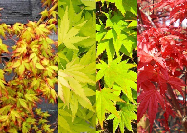 Acer palmatum Ueno Yama / Sárgászöld levelű Japán juhar Acer palmatum Ueno Yama / Sárgászöld levelű Japán juhar
