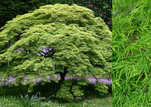 Acer palmatum dissectum Emerald Lace / Zöld szeldelt levelű Japán juhar Acer palmatum dissectum Emerald Lace / Zöld szeldelt levelű Japán juhar