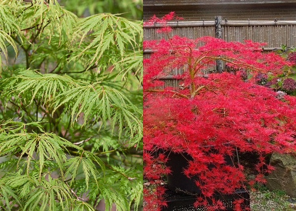 Acer palmatum dissectum Emerald Lace / Zöld szeldelt levelű Japán juhar Acer palmatum dissectum Emerald Lace / Zöld szeldelt levelű Japán juhar