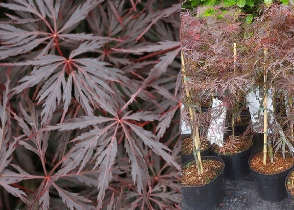 Acer palmatum dissectum Firecracker / Vörös szeldelt levelű japán juhar
