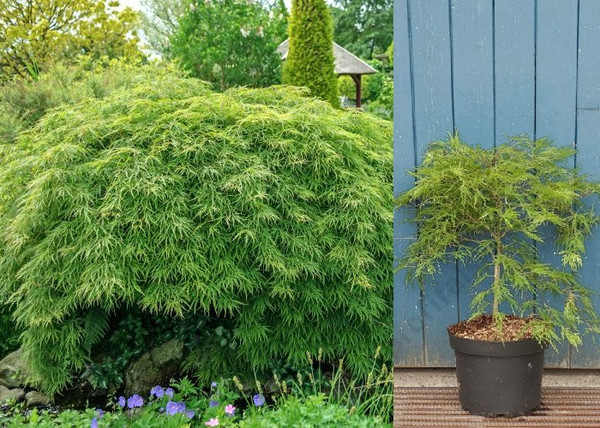 Acer palmatum dissectum Viridis / Zöld szeldelt levelű Japán juhar Acer palmatum dissectum Viridis / Zöld szeldelt levelű Japán juhar