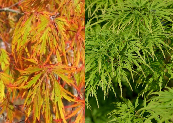 Acer palmatum dissectum Viridis / Zöld szeldelt levelű Japán juhar Acer palmatum dissectum Viridis / Zöld szeldelt levelű Japán juhar