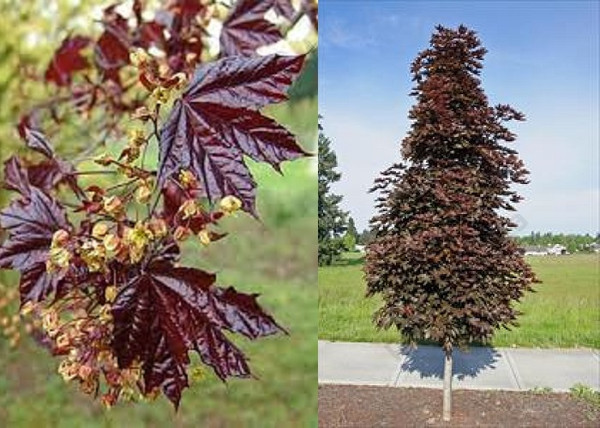 Acer platanoides Crimson Sentry / Bordó levelű oszlopos juhar Acer platanoides Crimson Sentry / Bordó levelű oszlopos juhar
