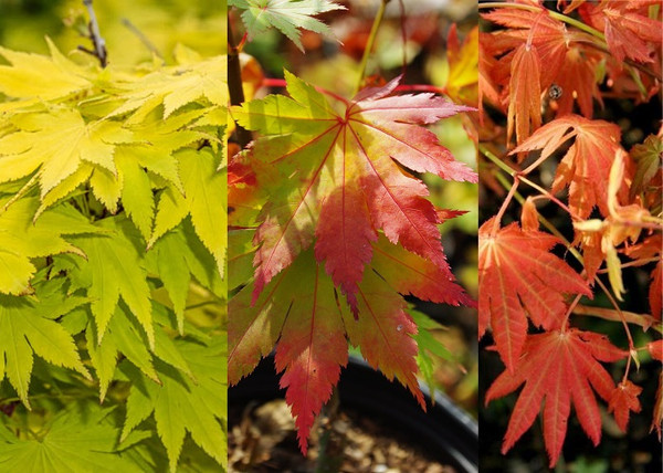 Acer shirasawanum Jordan / Aranysárga Juhar