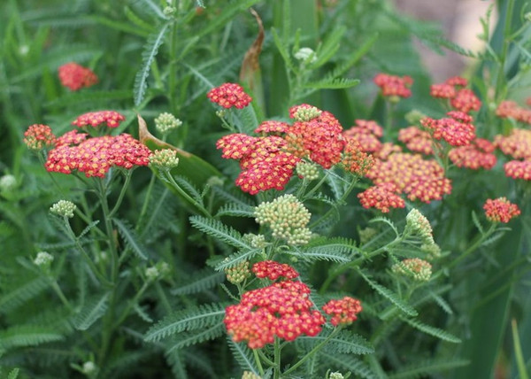 Achillea millefolium paprika / Piros virágú cickafark