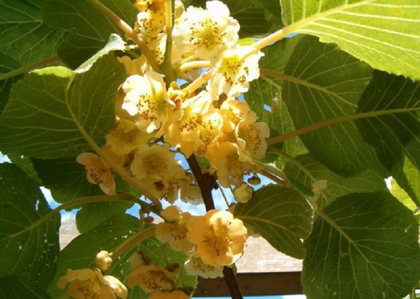 Actinidia chinensis Hayvard Kiwi / Termős Kivi
