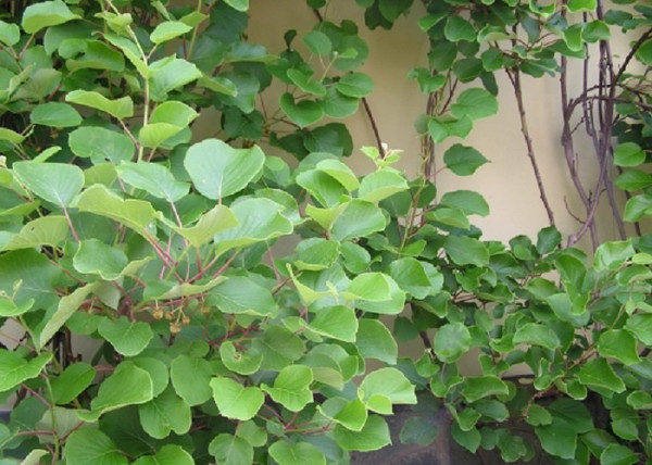 Actinidia chinensis Hayvard Kiwi / Termős Kivi
