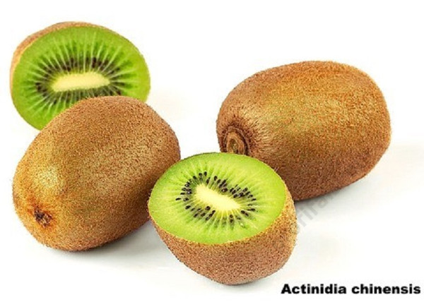 Actinidia chinensis Tomori Kiwi / Porzós Kivi Actinidia chinensis Tomori Kiwi / Porzós Kivi