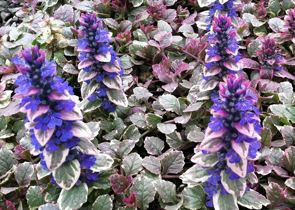 Ajuga reptans Burgundy Glow / Indás ínfű tarka