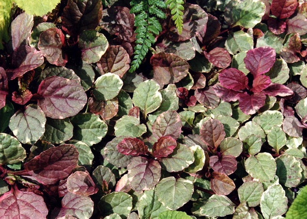 Ajuga reptans Burgundy Glow / Indás ínfű tarka