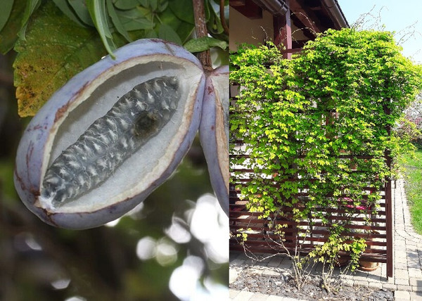 Akebia quinata / Ötlevelű akébia