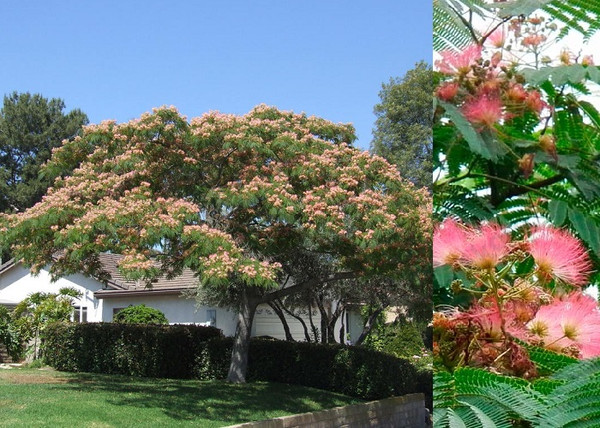 Albizia julibrissin Ombrella / Ernyős selyemakác Albizia julibrissin Ombrella / Ernyős selyemakác