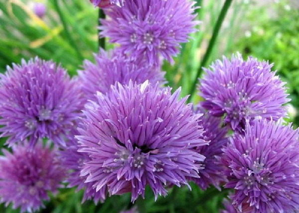 Allium schoenoprasum / Metélőhagyma snidling