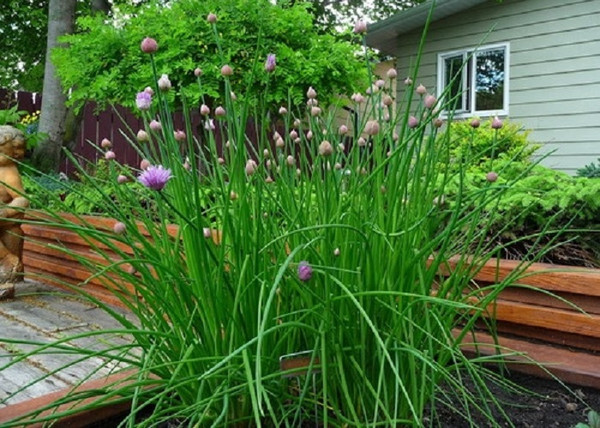 Allium schoenoprasum / Metélőhagyma snidling