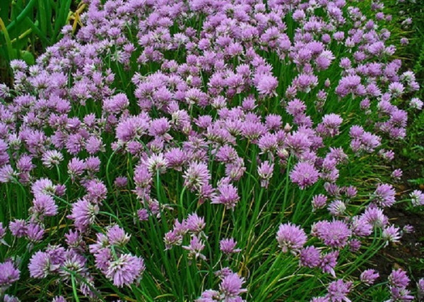 Allium schoenoprasum / Metélőhagyma snidling