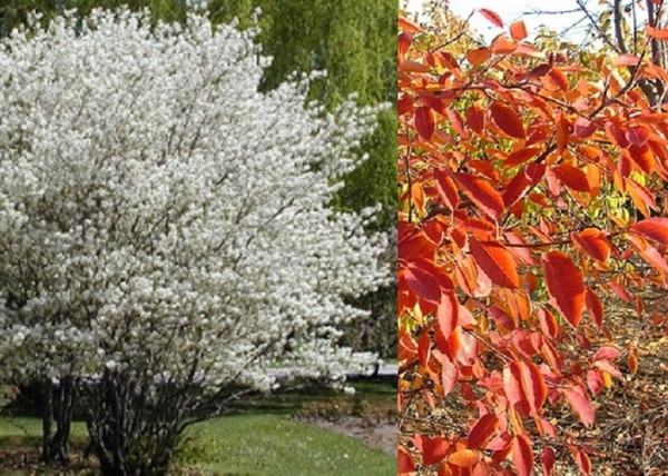 Amelanchier canadensis / Kanadai fanyarka