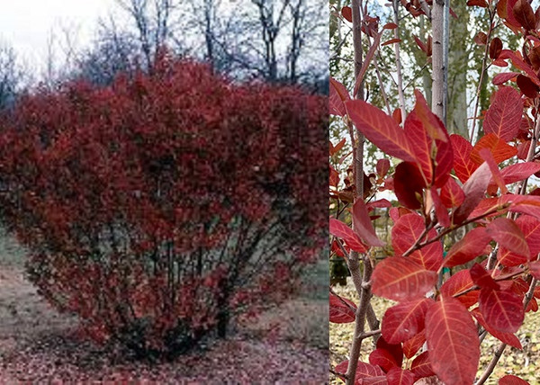 Amelanchier canadensis Rainbow Pillar / Kanadai fanyarka