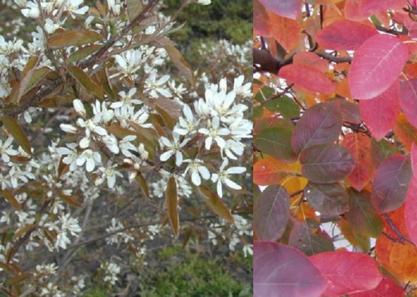 Amelanchier lamarckii / Rézvörös fanyarka mézalmácska