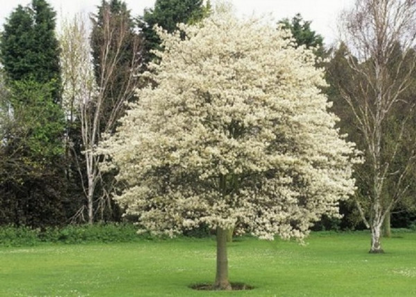 Amelanchier lamarckii / Rézvörös fanyarka mézalmácska