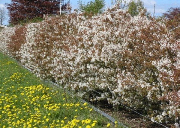 Amelanchier lamarckii / Rézvörös fanyarka mézalmácska