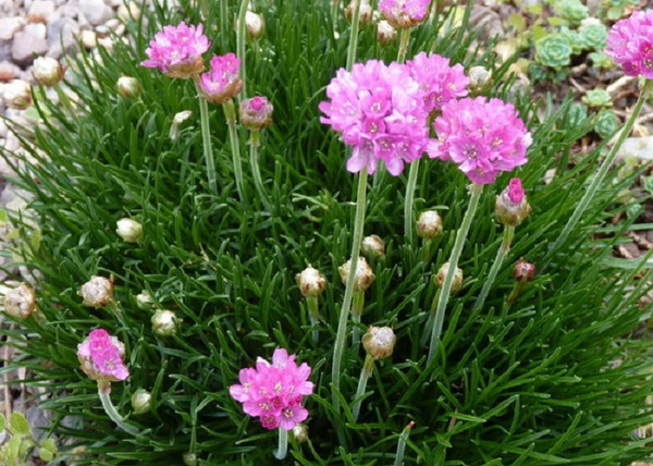 Armeria maritima Rose / Tengerparti pázsitszegfű rózsaszín Armeria maritima Rose / Tengerparti pázsitszegfű rózsaszín