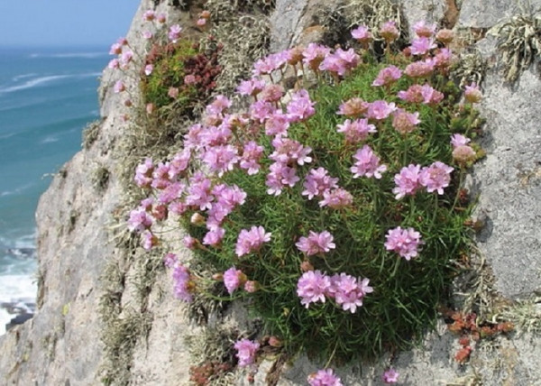 Armeria maritima Rose / Tengerparti pázsitszegfű rózsaszín Armeria maritima Rose / Tengerparti pázsitszegfű rózsaszín