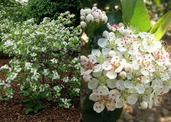 Aronia melanocarpa / Fekete Törpeberkenye