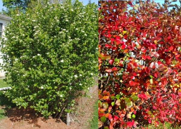 Aronia melanocarpa / Fekete Törpeberkenye