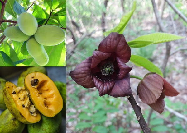 Asimina triloba / Indián banán