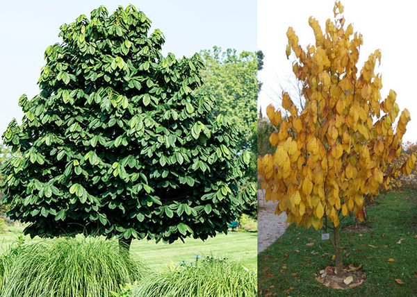 Asimina triloba / Indián banán