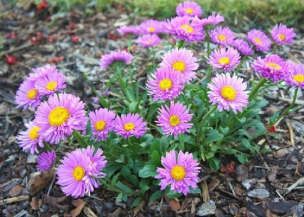 Aster alpinus Happy End / Havasi őszirózsa rózsaszín Aster alpinus Happy End / Havasi őszirózsa rózsaszín