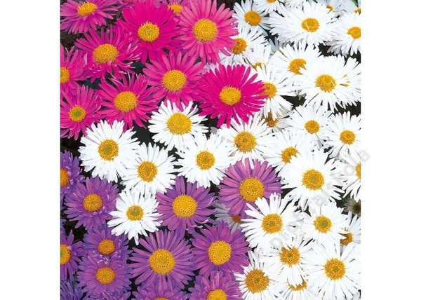 Aster alpinus White / Havasi őszirózsa fehér