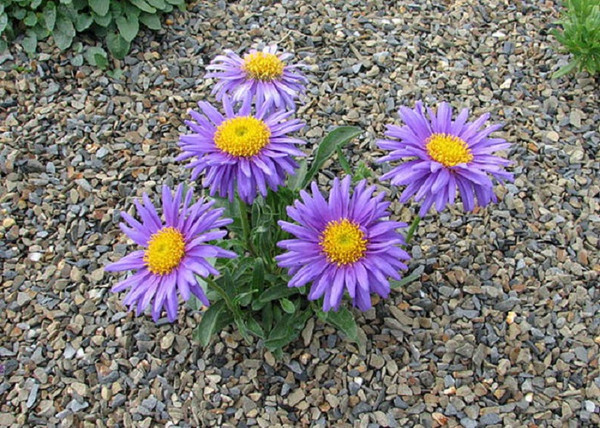 Aster alpinus Violet / Havasi őszirózsa lila