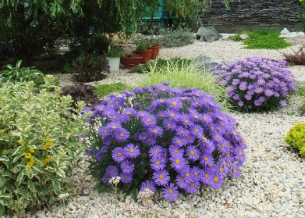 Aster alpinus Violet / Havasi őszirózsa lila