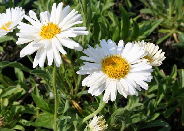 Aster alpinus White / Havasi őszirózsa fehér