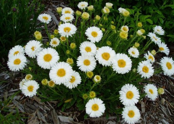 Aster alpinus White / Havasi őszirózsa fehér