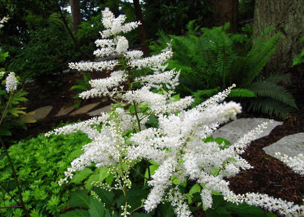 Astilbe arendsii Astary White / Kerti tollbuga fehér