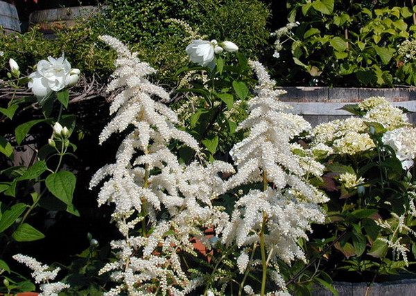 Astilbe arendsii Astary White / Kerti tollbuga fehér
