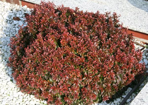 Berberis thunbergii Atropurpurea Nana / Japán vérborbolya törpe Berberis thunbergii Atropurpurea Nana / Japán vérborbolya törpe